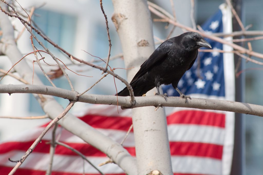 corvus_brachyrhynchos_0664