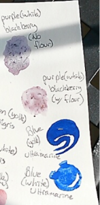 A portion of the page on which we painted our experiment pigments. Specifically, the ultramarine mixed with egg yolk and egg white. Also, the blackberry mixed with binders.