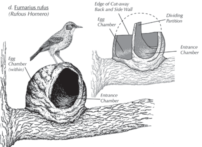 ovenbird-nest