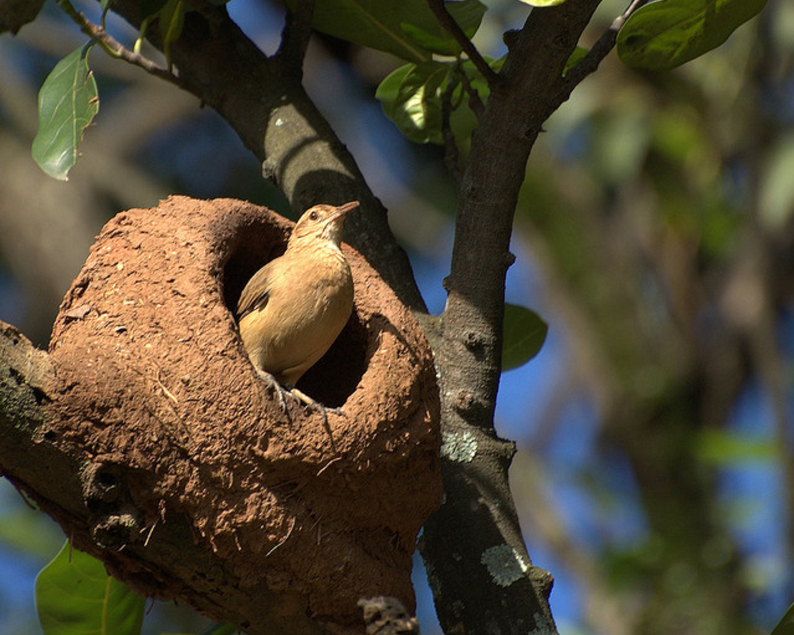 ovenbird-in-nest